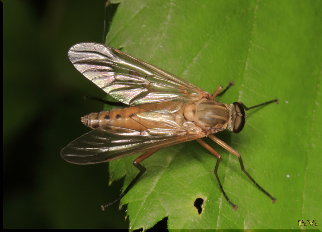  Rhagio scolopacea  Rhagionidae 