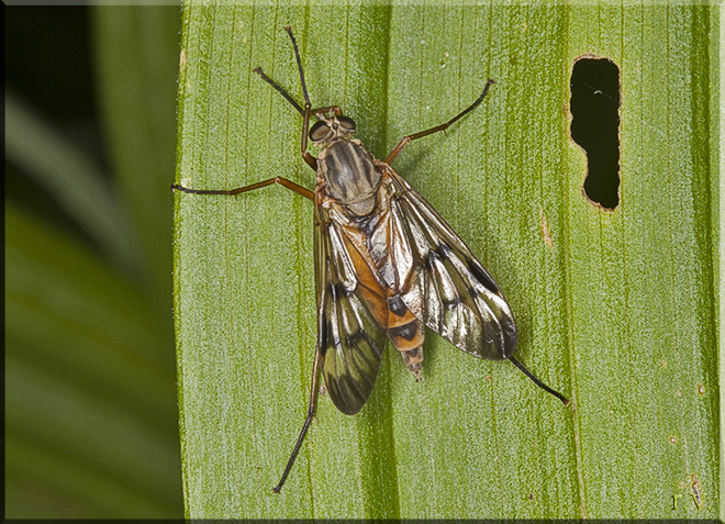  Rhagio scolopaceus  Rhagionidae 