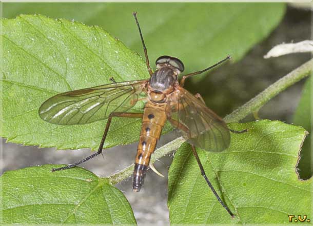  Rhagio tringarius  Rhagionidae 