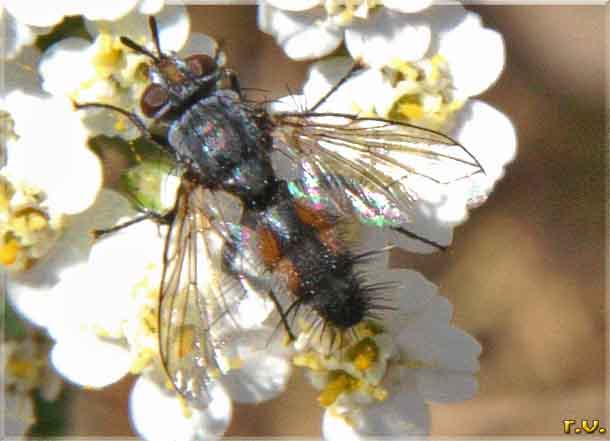  Salmacia divisa  Tachinidae 