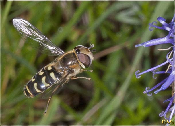  Scaeva pyrastri  Syrphidae 