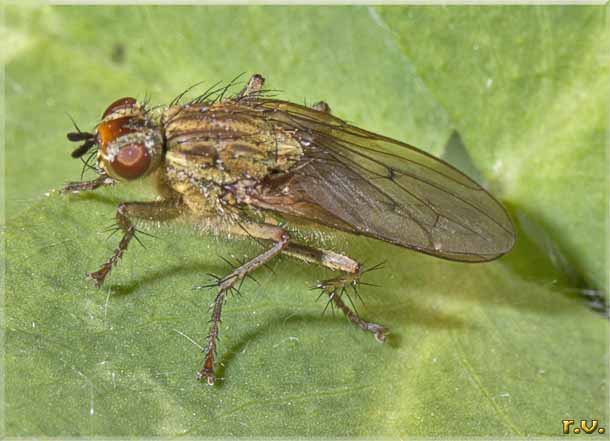  Scathophaga stercoraria  Scathophagidae 