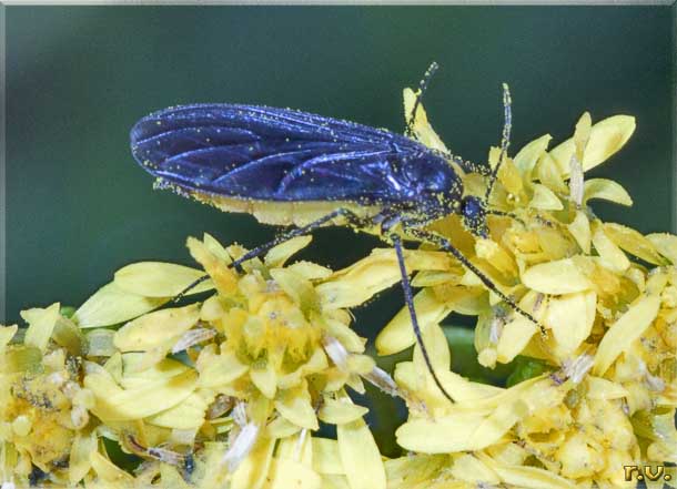  Sciara analis  Sciaridae 