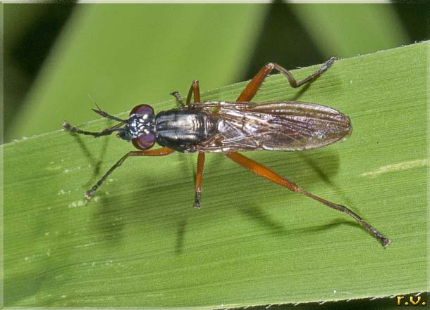  Sepedon sphegea  Sciomyzidae 