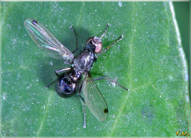  Sepsis cynipsea  Sepsidae 