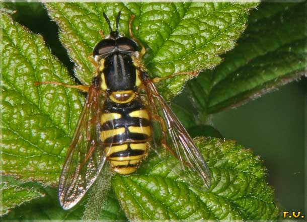  Sericomya silentis  Syrphidae 