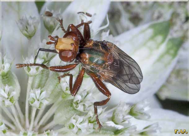  Sicus ferrugineus  Conopidae 