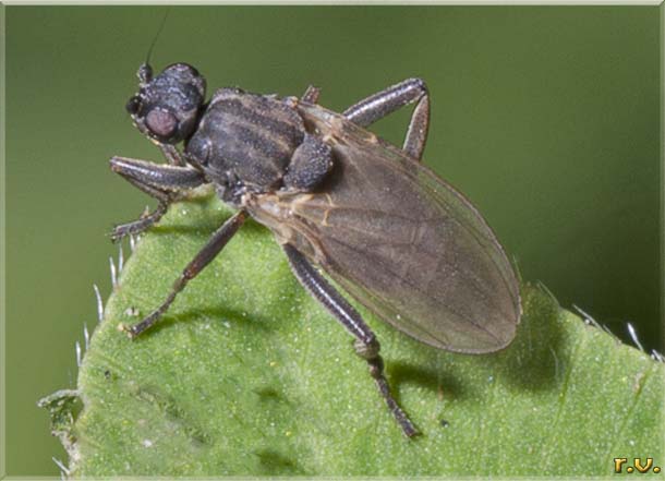  Sphaerocera curvipes  Sphaeroceridae 