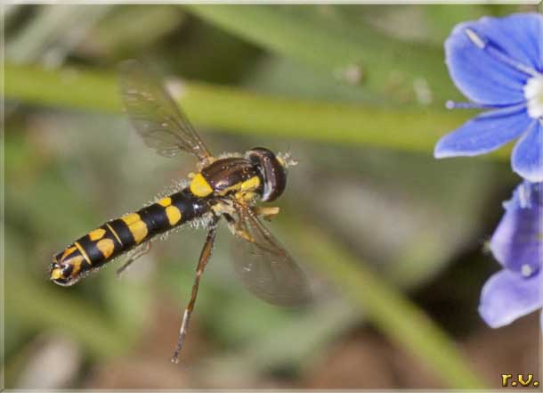  Sphaerophoria fatarum  Syrphidae 