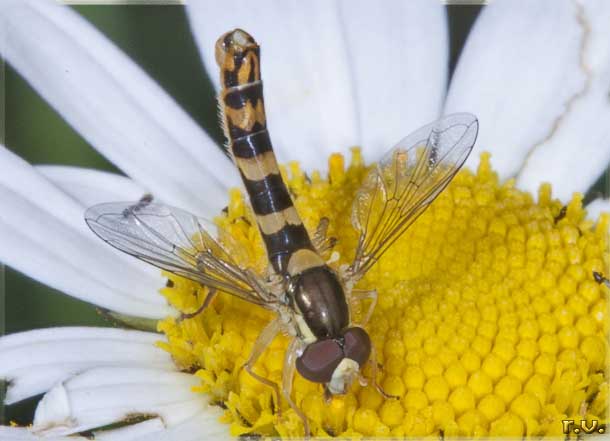  Sphaerophoria scripta  Syrphidae 