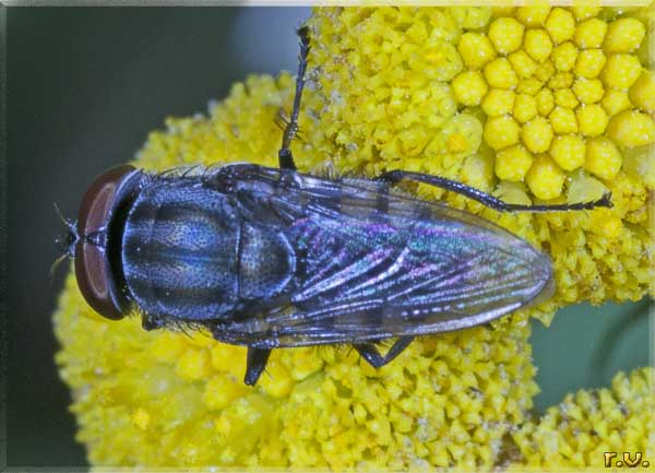  Stomorhina lunata  Calliphoridae 