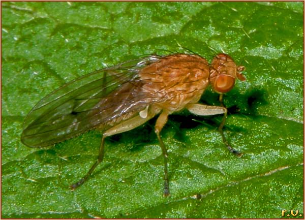  Suillia similis  Heleomyzidae 