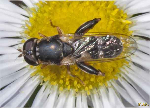  Syritta pipiens  Syrphidae 