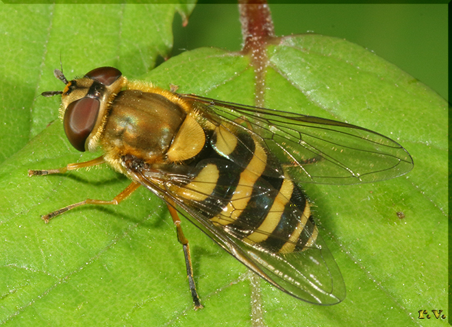  Syrphus ribesii  Syrphidae 