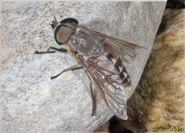  Tabanus autumnalis  Tabanidae 