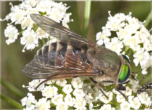  Tabanus bromius  Tabanidae 
