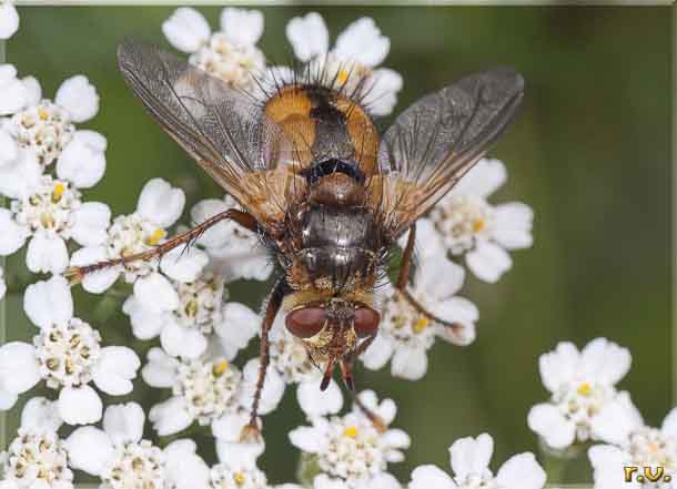  Tachina fera  Tachinidae 