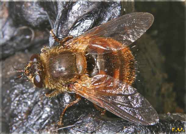  Tachina lurida  Tachinidae 