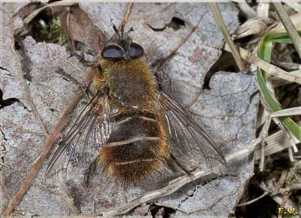  Tachina ursina  Tachinidae 