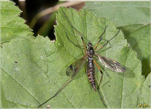  Tanyptera atrata  Tipulidae 