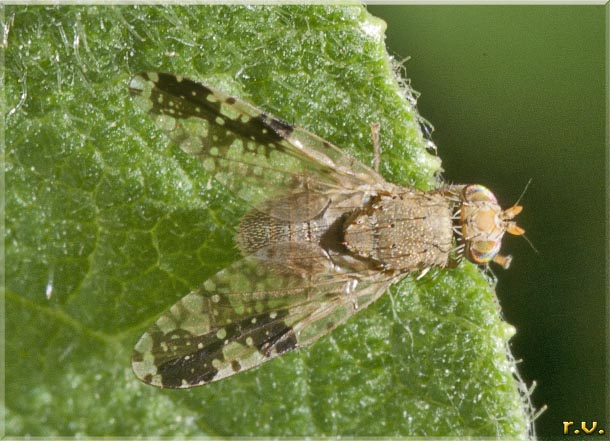  Tephritis formosa  Tephritidae 