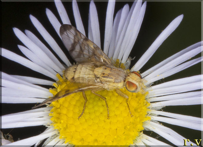  Terellia tussilaginis  Tephritidae 