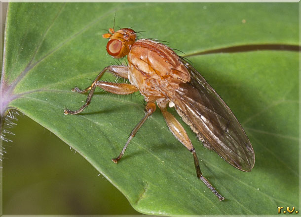  Tetanocera ferruginea  Sciomyzidae 