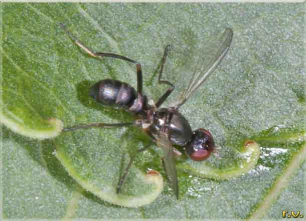  Themira putris  Sepsidae 