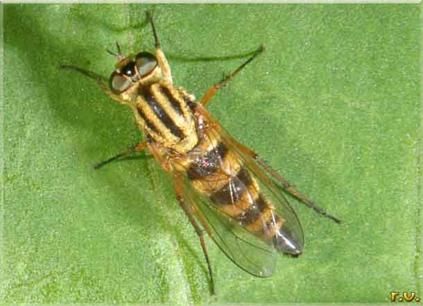  Thereva aurata  Therevidae 