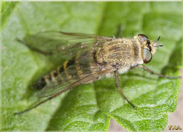  Thereva nobilitata  Therevidae 