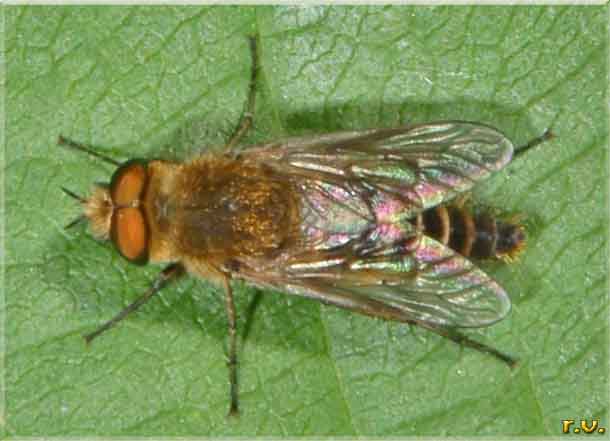  Thereva spiloptera  Therevidae 