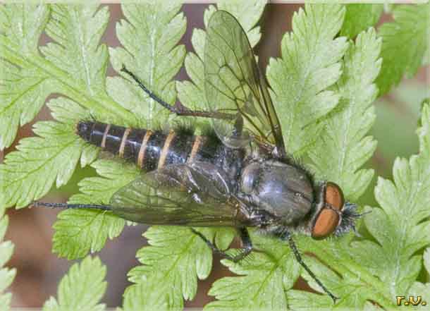  Thereva unica  Therevidae 