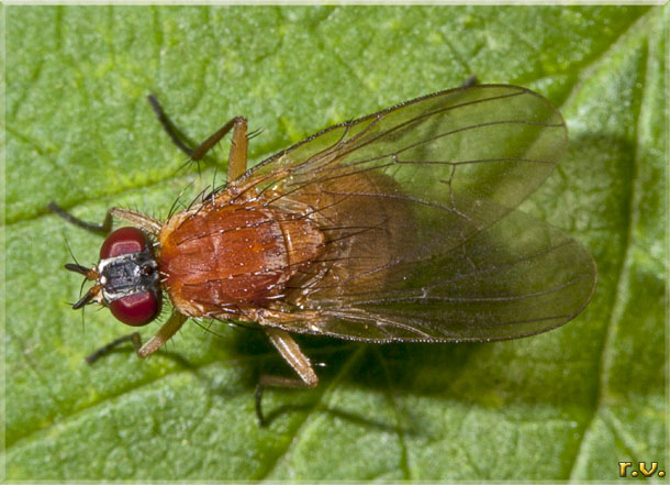  Thricops diaphanus  Muscidae 