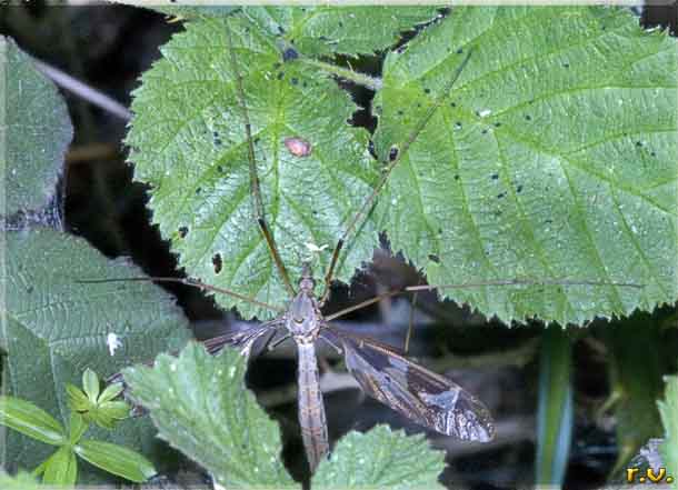  Tipula maxima  Tipulidae 