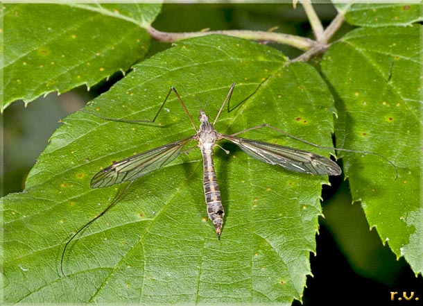  Tipula oleracea  Tipulidae 