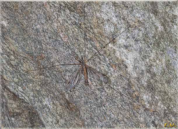  Tipula scripta  Tipulidae 