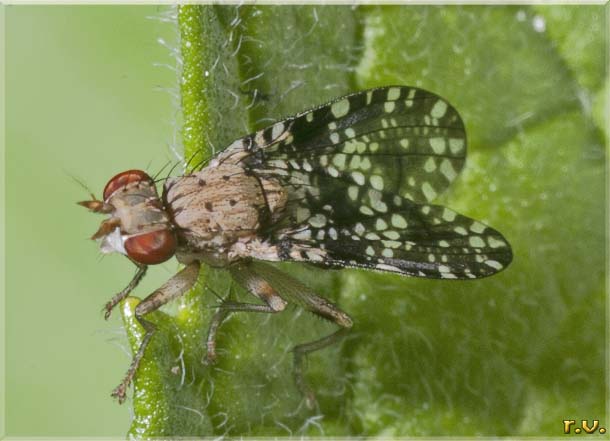  Trypetoptera punctulata  Sciomyzidae 