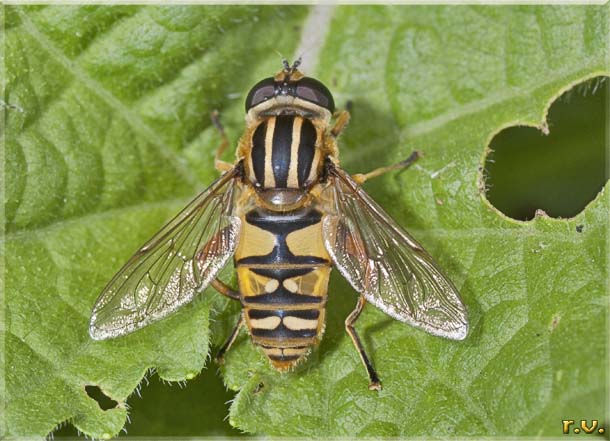  Tubifera trivittata  Syrphidae 