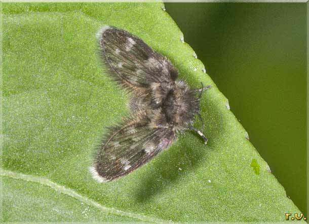  Ulomyia fuliginosa  Psychodidae 