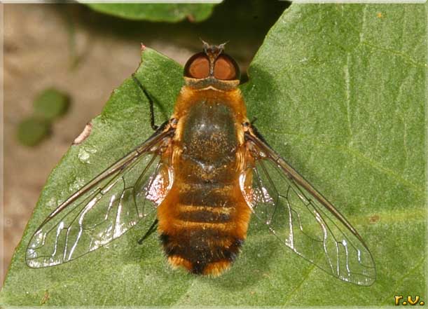  Villa brunnea  Bombyliidae 