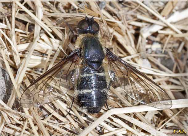  Villa cingulata  Bombyliidae 