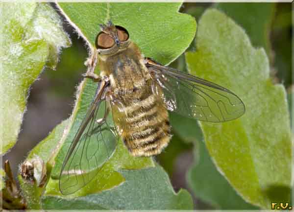  Villa hottentotta  Bombyliidae 