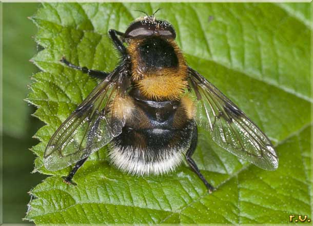  Volucella bombylans  Syrphidae 