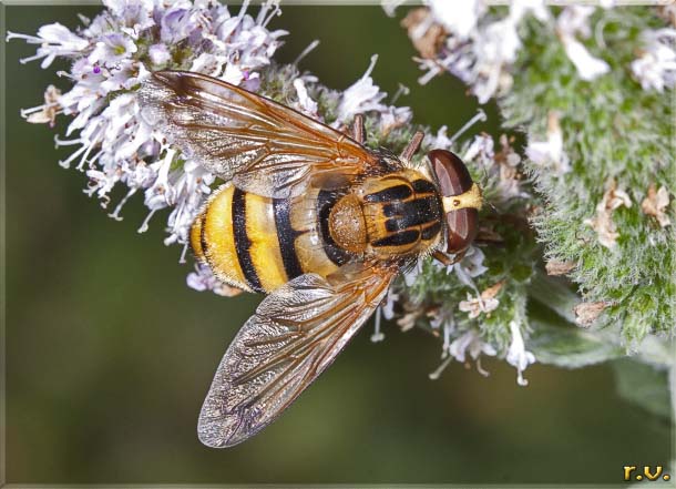  Volucella inanis  Syrphidae 