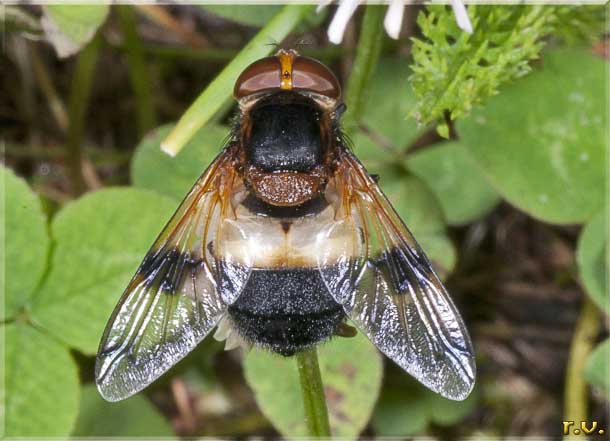  Volucella pellucens  Syrphidae 