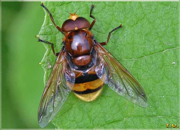  Volucella zonaria  Syrphidae 