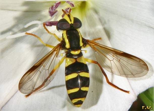  Xanthogramma citrofasciatum  Syrphidae 