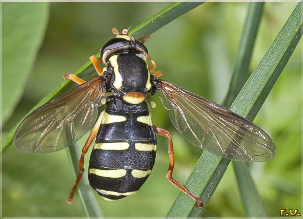  Xanthogramma festivum  Syrphidae 