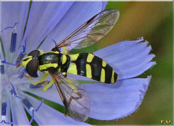 Xanthogramma pedissequum  Syrphidae 