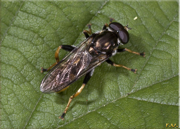  Xylota xanthocnema  Syrphidae 